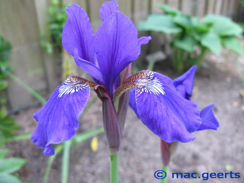 Iris sibirica 'Niklas Sea'